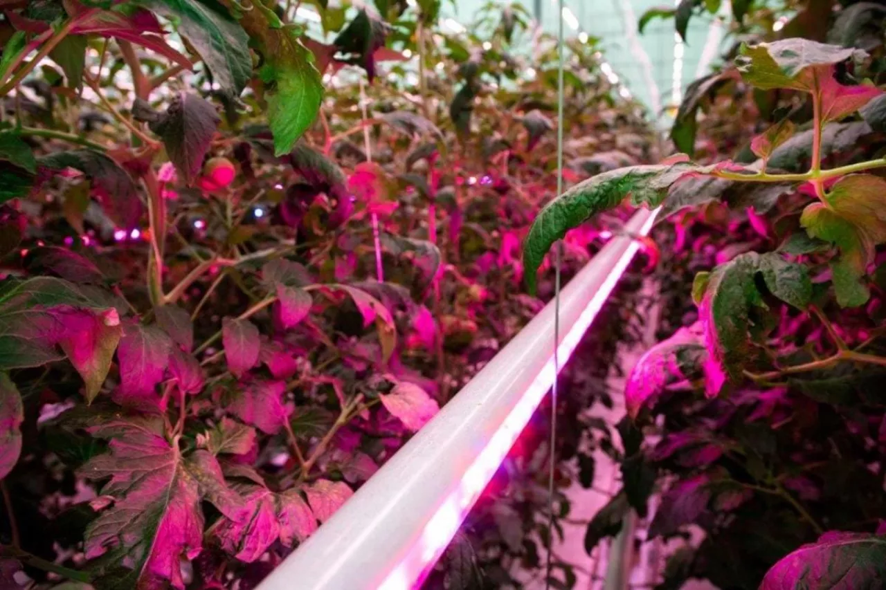 Nowoczesne oświetlenie Philips LED w szklarni pomidora malinowego