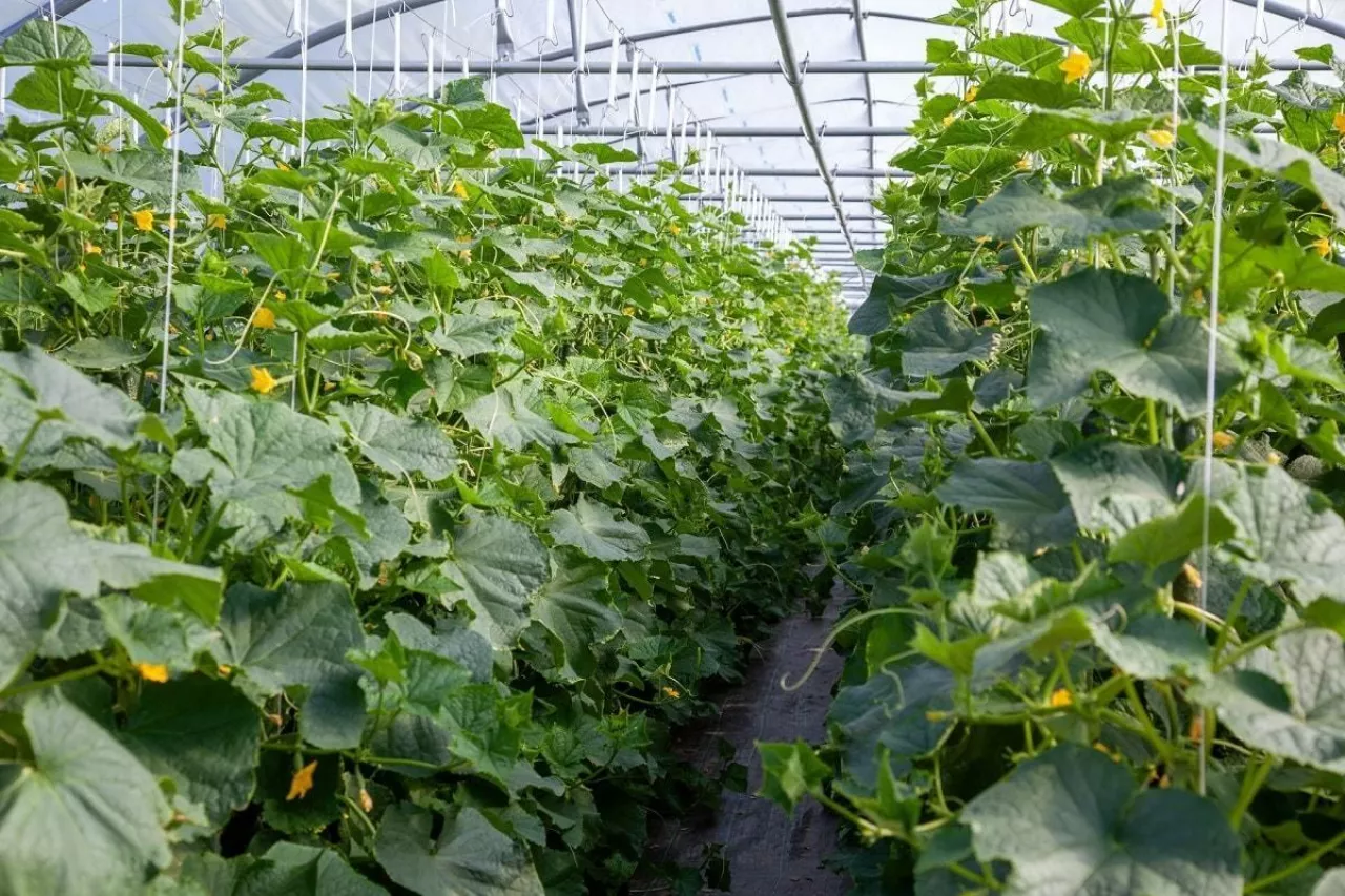 Ogórki w szklarni Tunelu