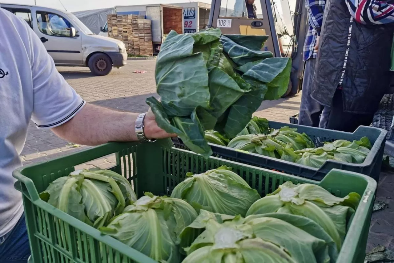 Polska młoda kapusta Bronisze
