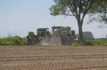 Sadzenie pomidorów gruntowych