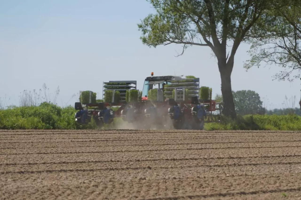 Sadzenie pomidorów gruntowych