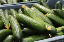 Ogórki szklarniowe w klatkach