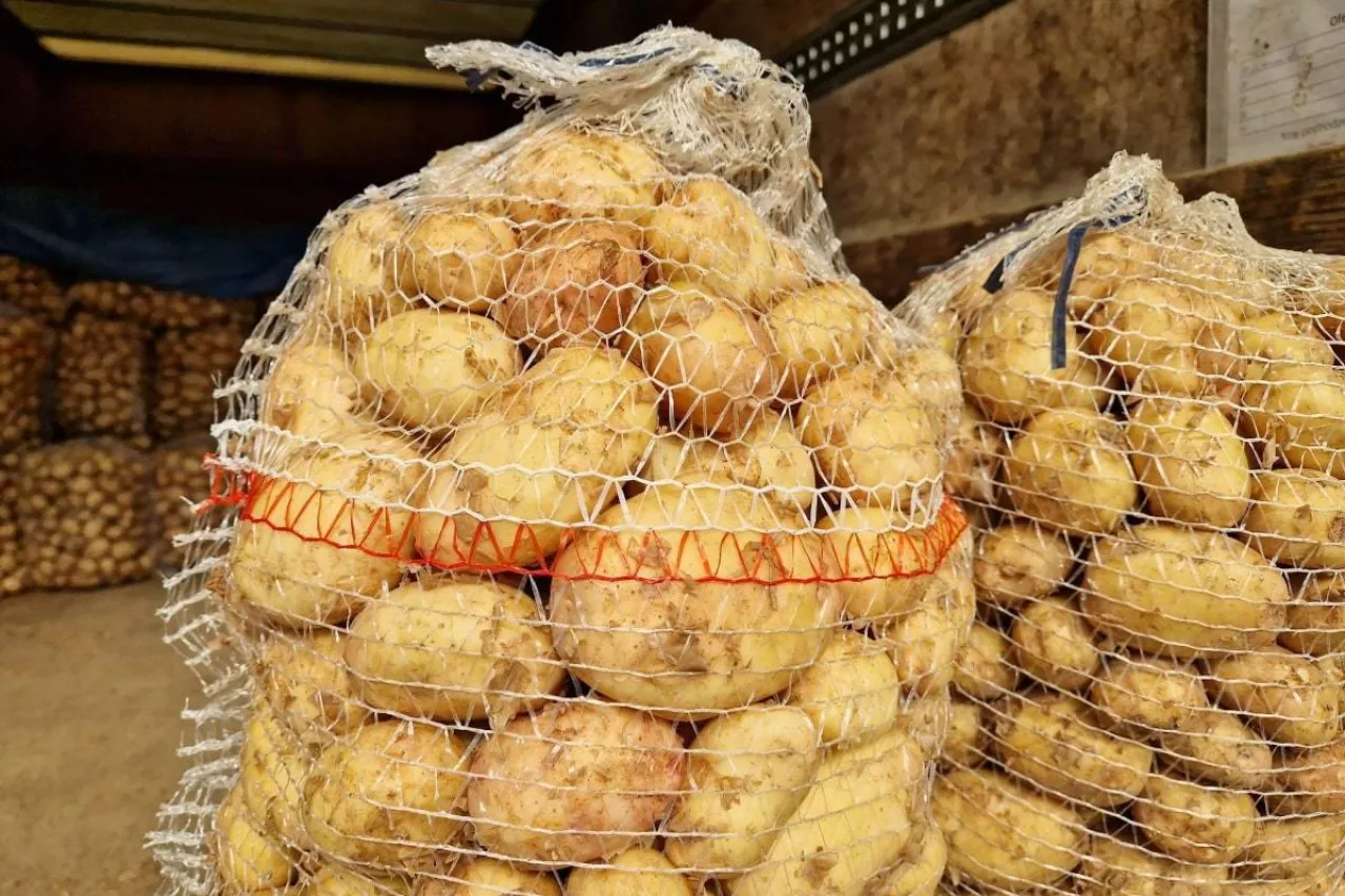 Ziemniaki w workach Bronisze