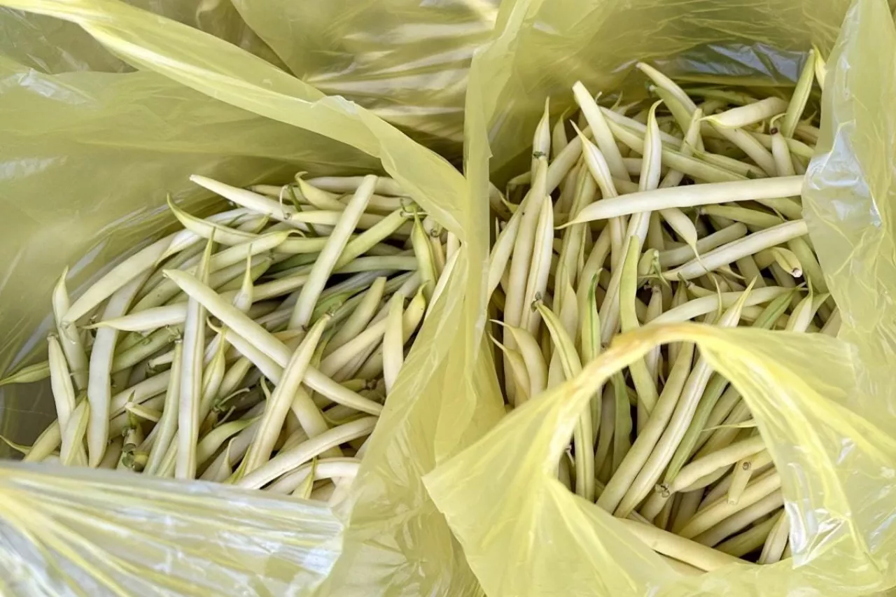 Fasolka szparagowa rynek Bronisze