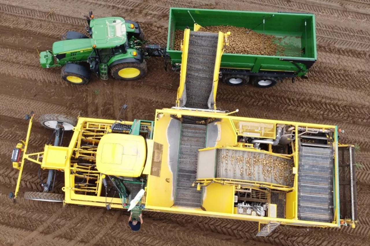 Kombajnowe zbiory ziemniaków