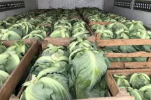 Młoda kapusta sprzedaż hurtowa