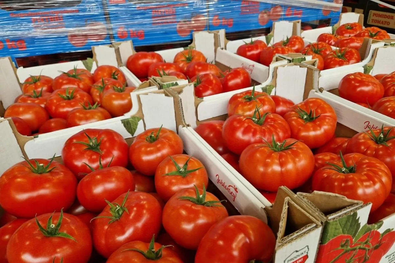Pomidory w kartonach