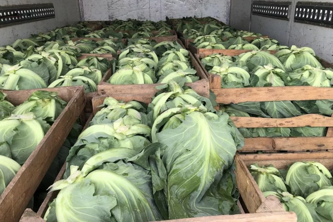 Młoda kapusta sprzedaż hurtowa