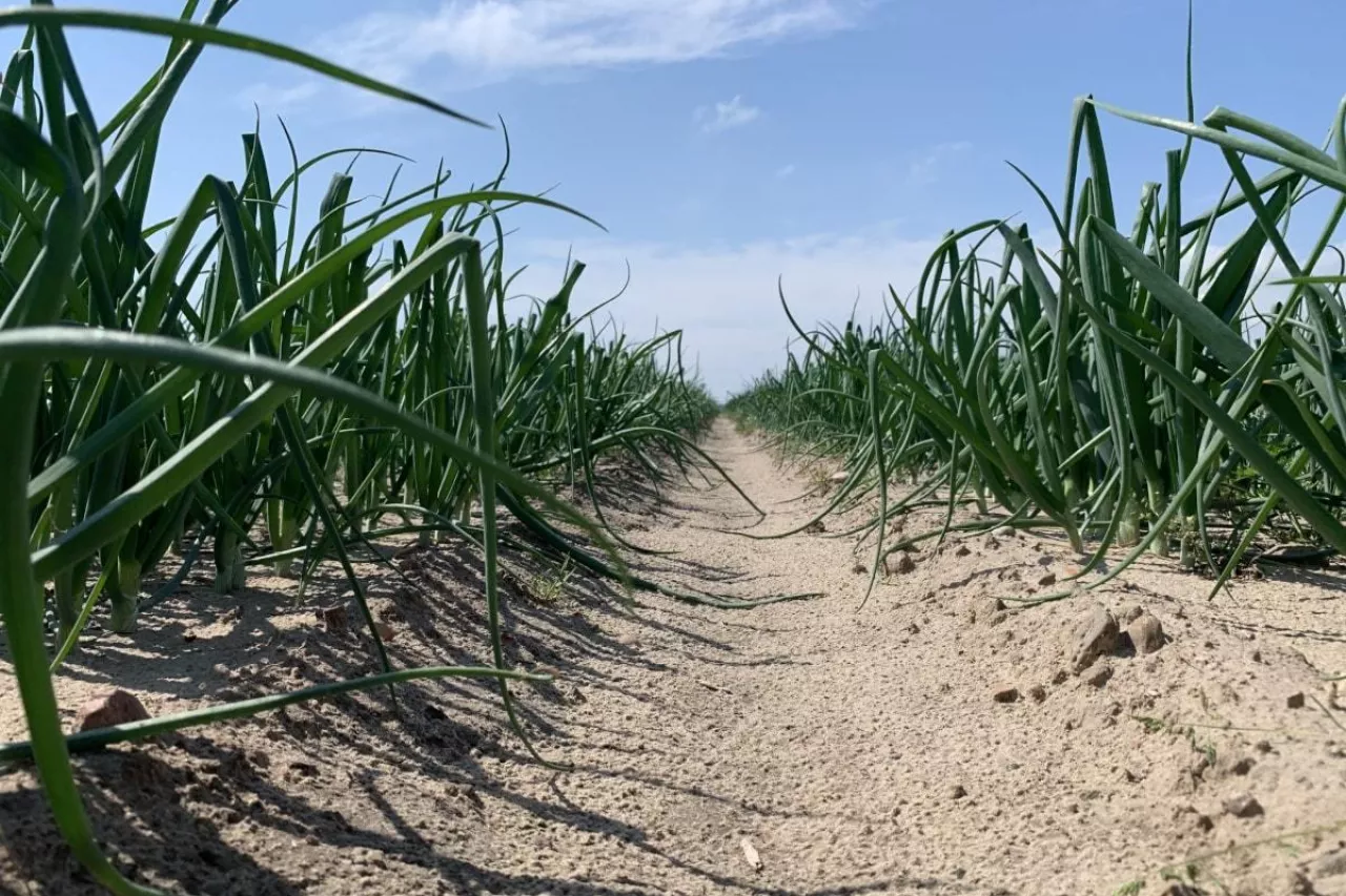 Plantacja cebuli wciornastek