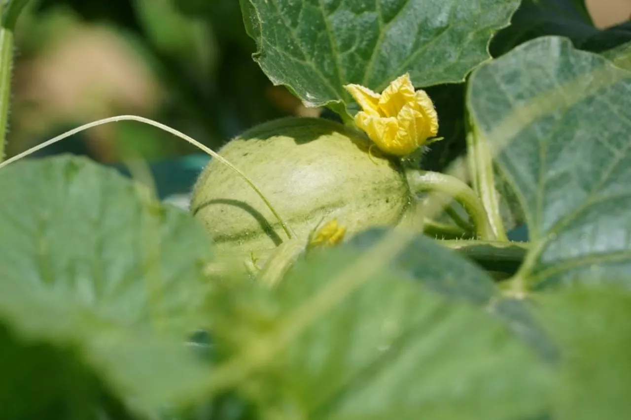 Uprawa melonów 2024