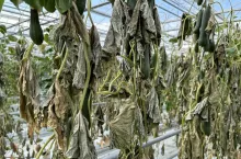 Zniszczona uprawa ogórków