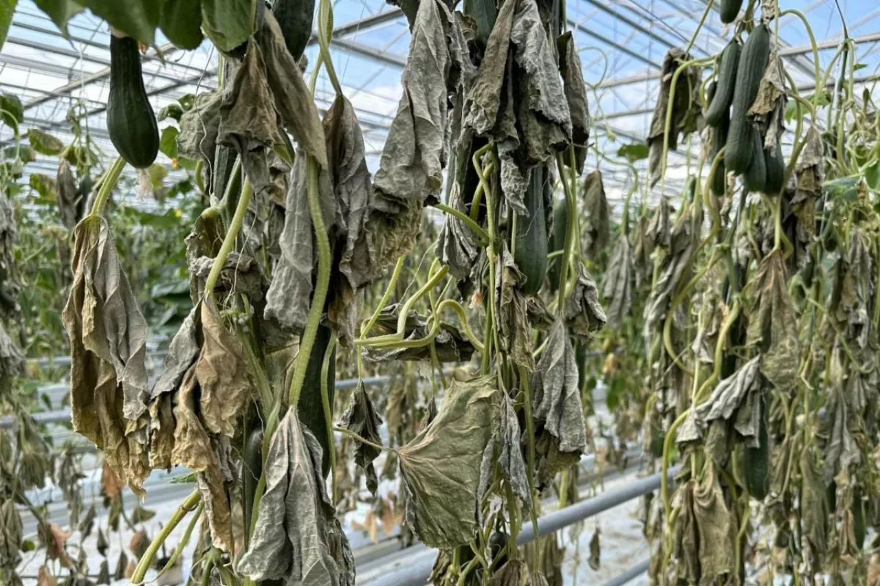 Zniszczona uprawa ogórków