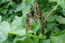 Zaraza ziemniaka forma łodygowa