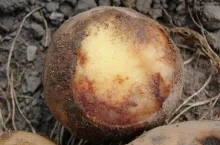 Objawy zaraz na bulwach ziemniaka