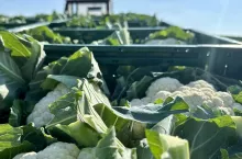 Zbiór kalafiora 2024