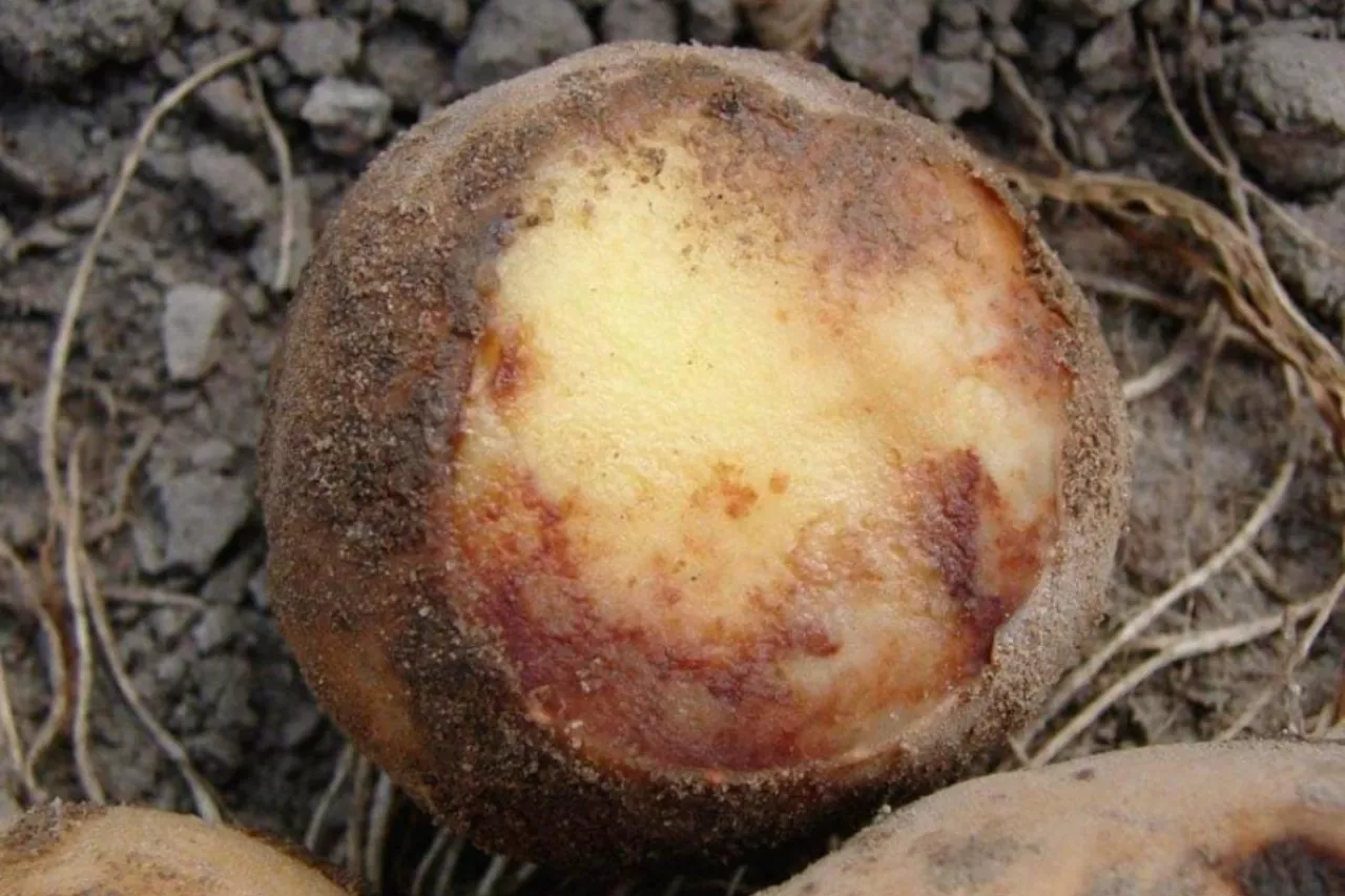 Objawy zaraz na bulwach ziemniaka