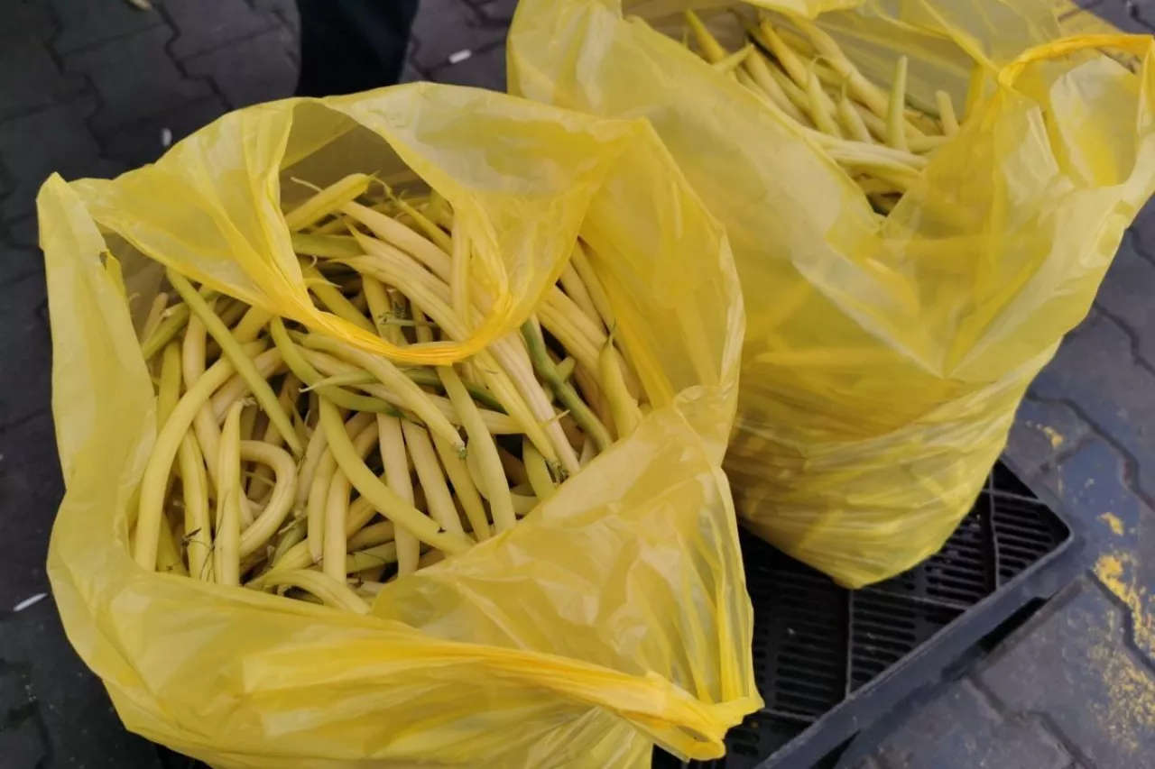Rynek Bronisze fasolka szparagowa