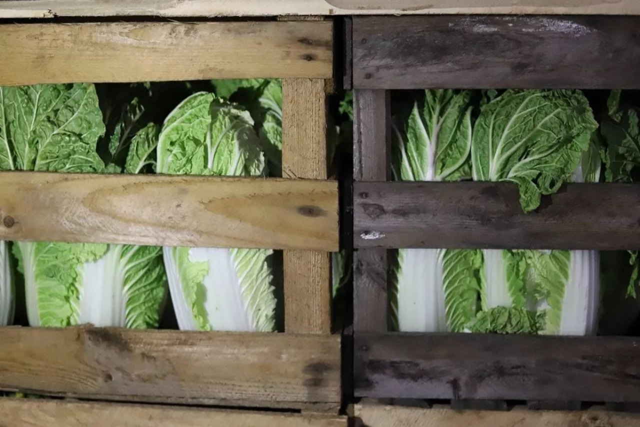 Kapusta pekińska w klatkach