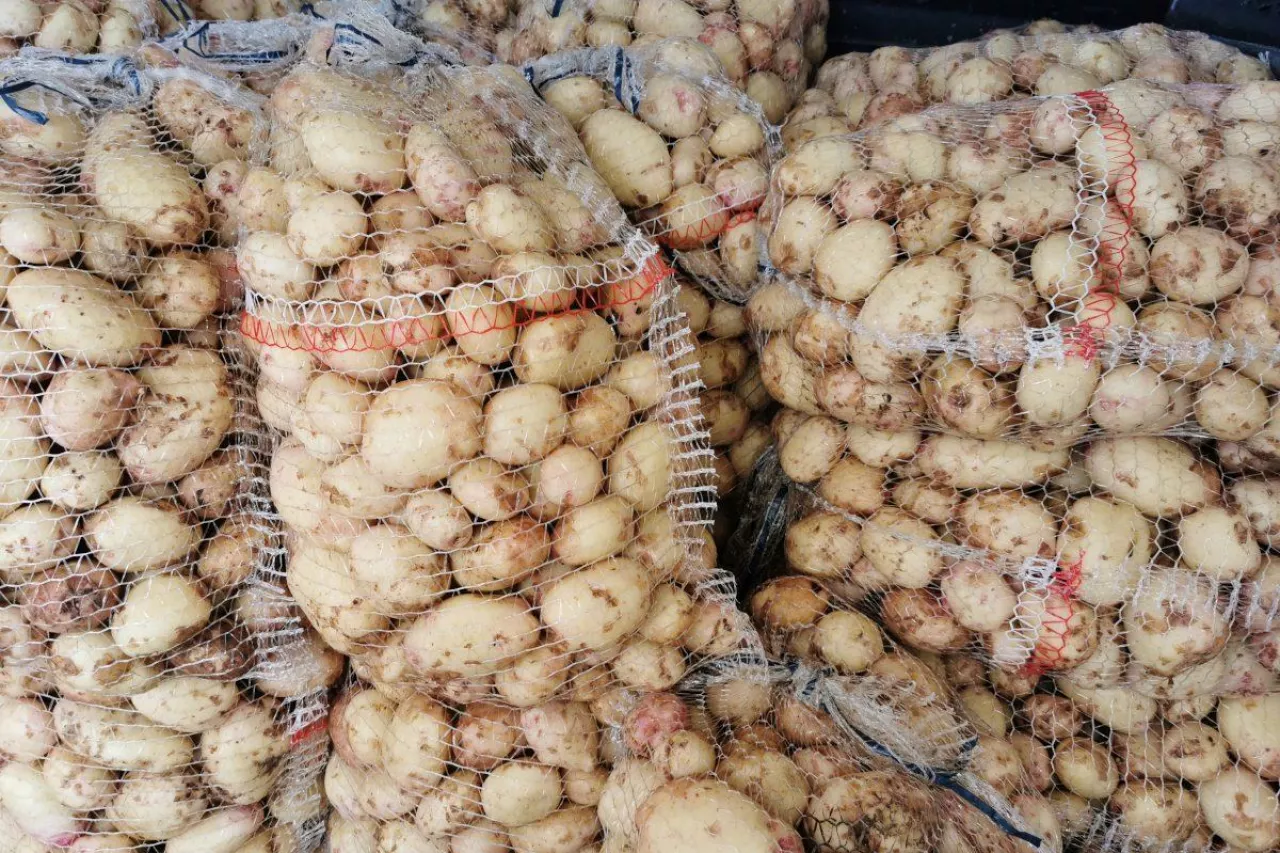 Polskie młode ziemniaki odmiana Irga