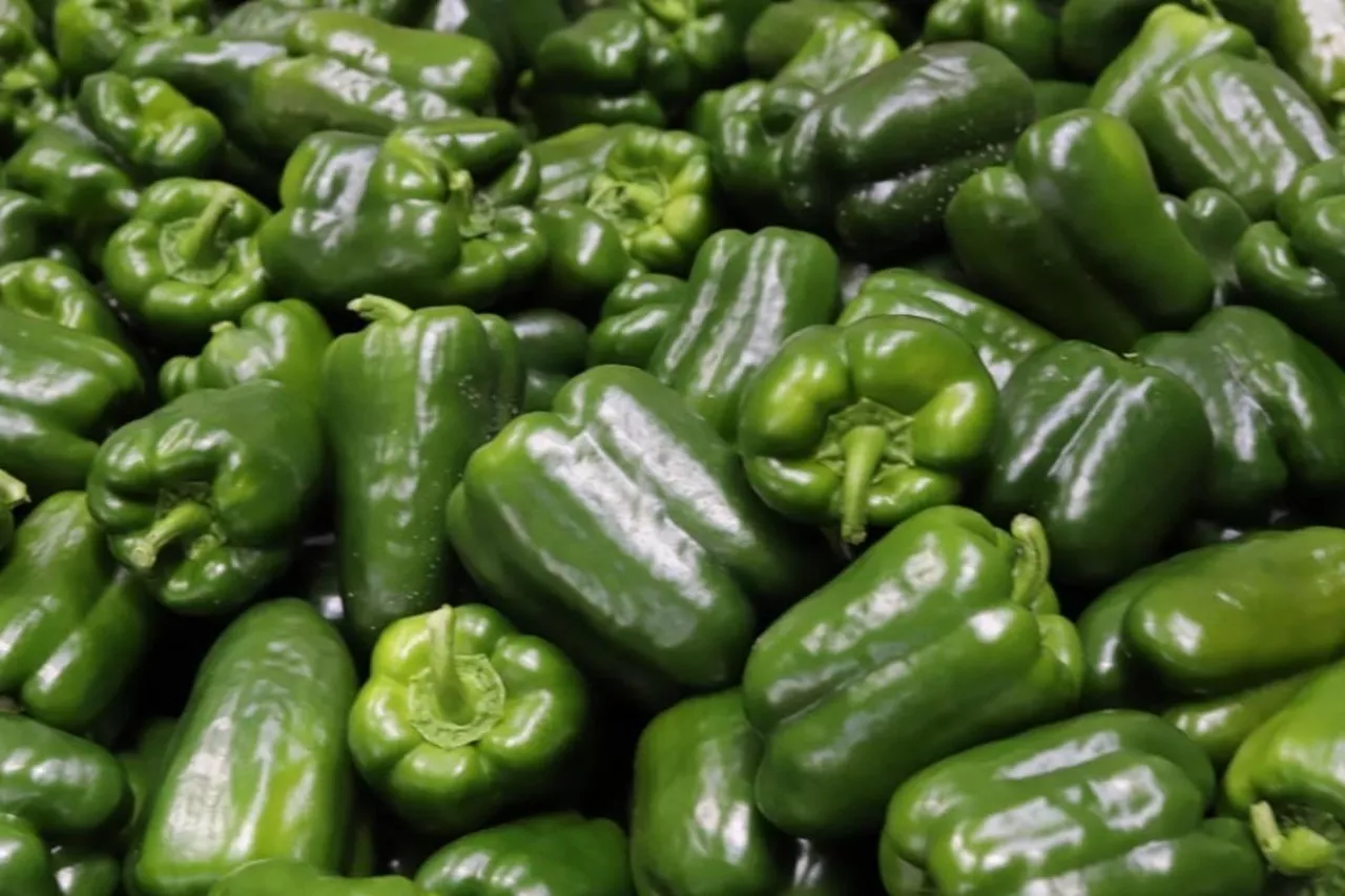 Papryka zielona