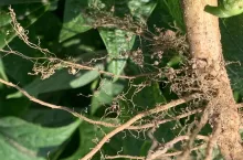 System korzeniowy fasoli szparagowej