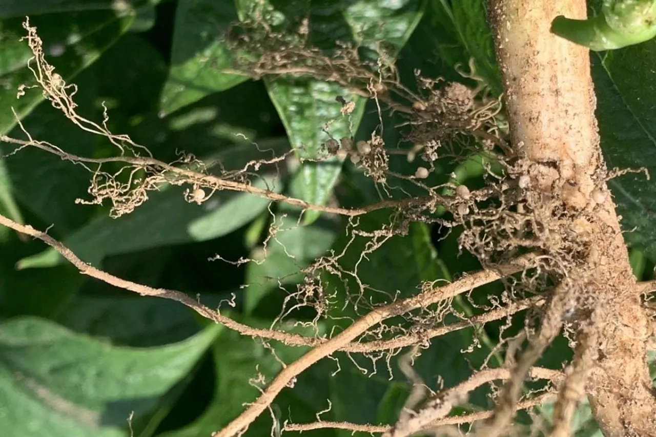 System korzeniowy fasoli szparagowej