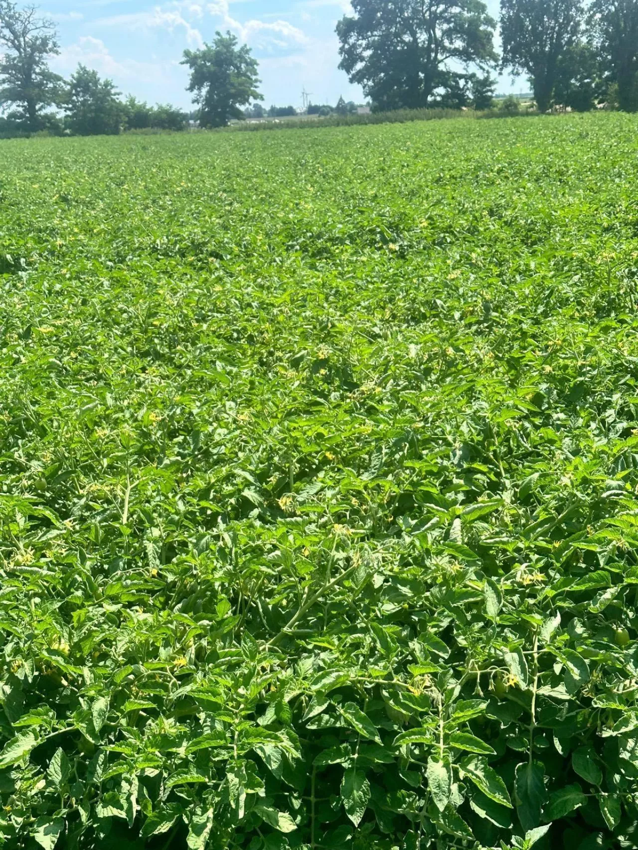 Plantacja pomidorów w połowie maja