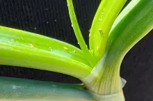 Postać dorosła wciornastka tytoniowca na porze