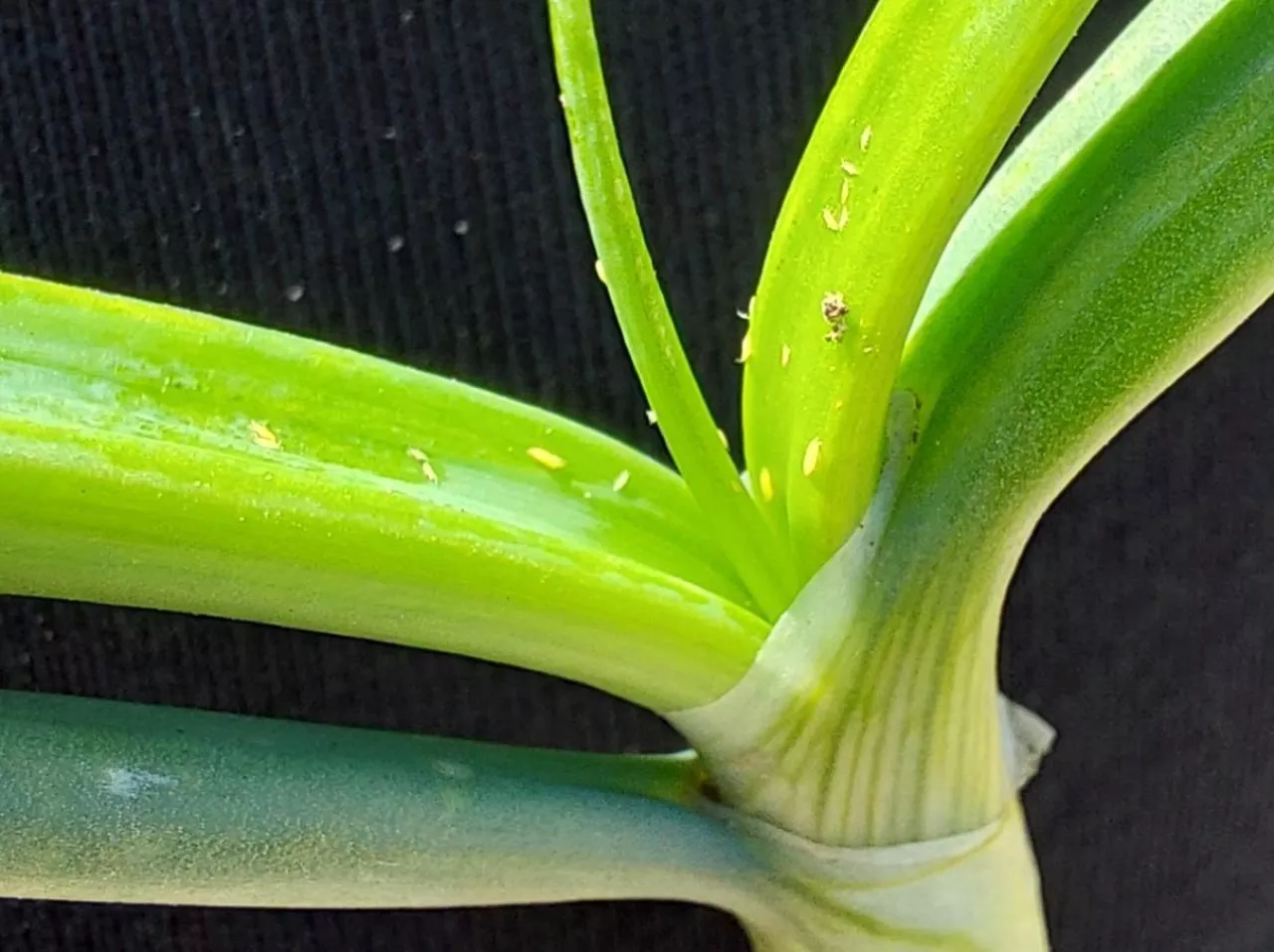 Postać dorosła wciornastka tytoniowca na porze