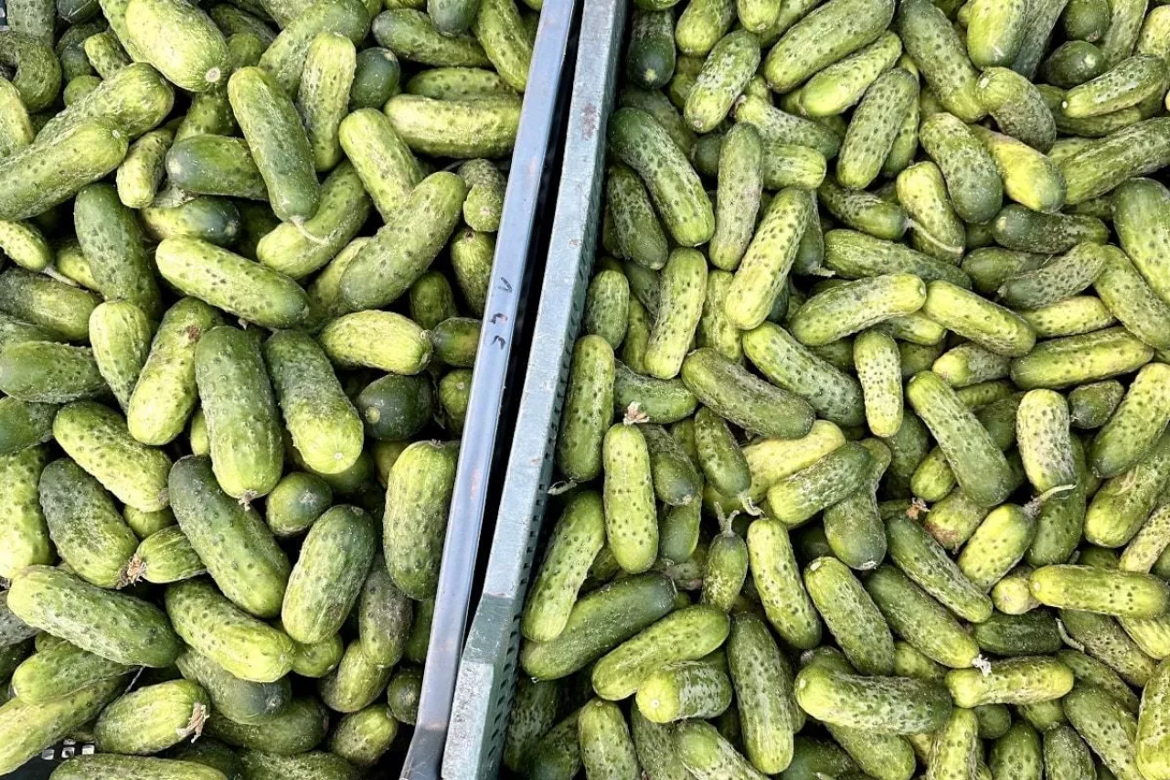 Ogórki gruntowe Bronisze