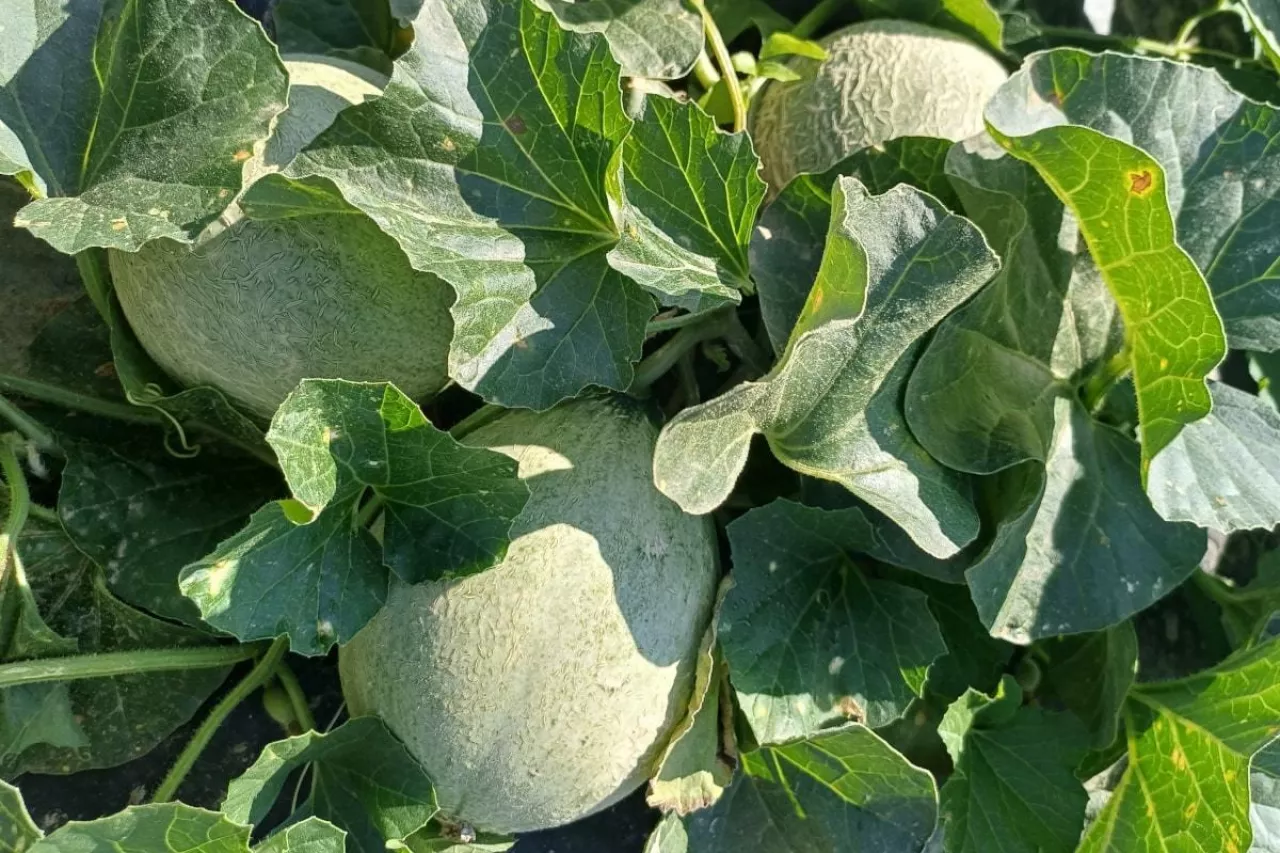 Uprawa melonów w Polsce