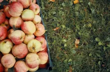 zbiór owoców do skrzynek