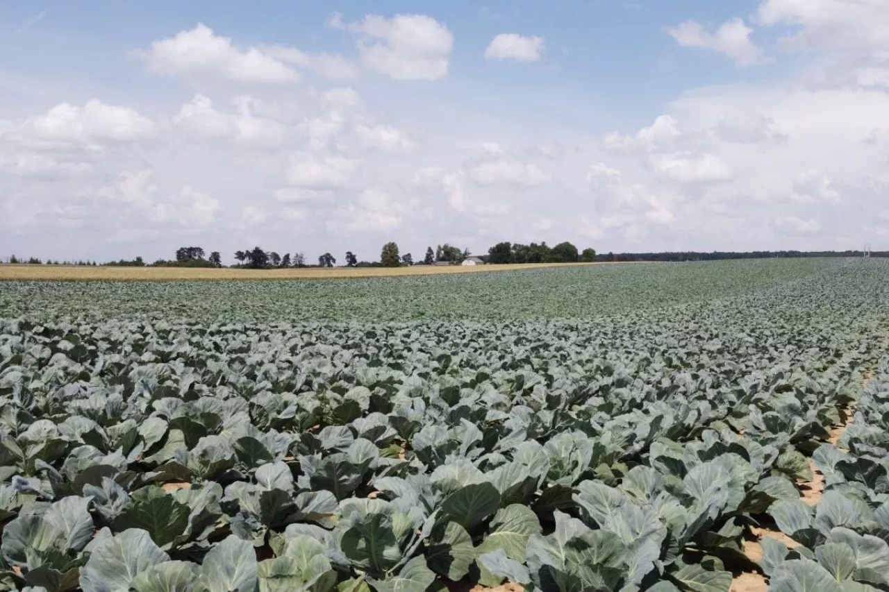Plantacja kapusty głowiastej