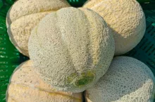 Polskie melony 2024
