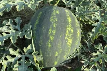 Uprawa arbuzów w Polsce