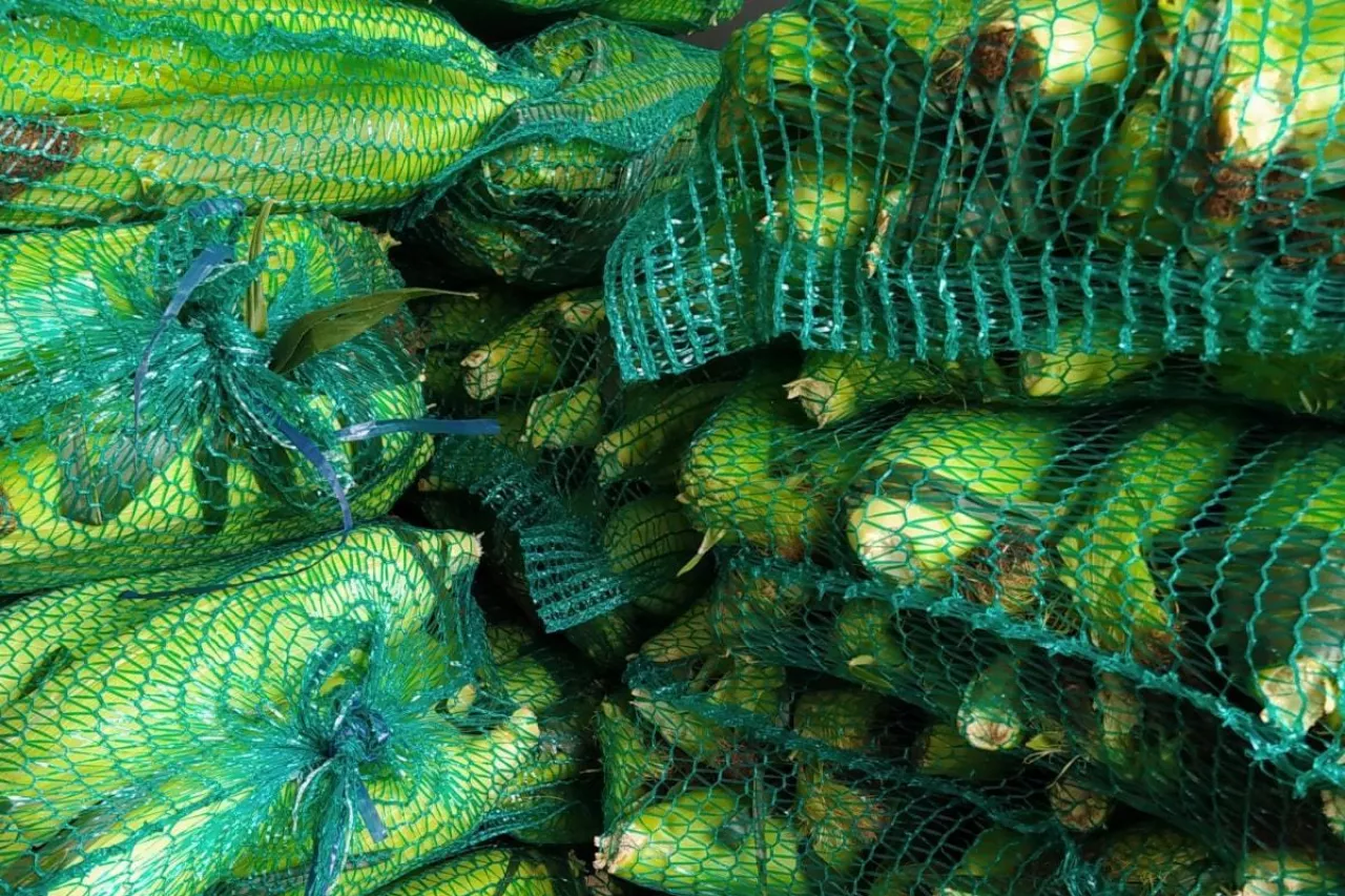 Kukurydza cukrowa w workach