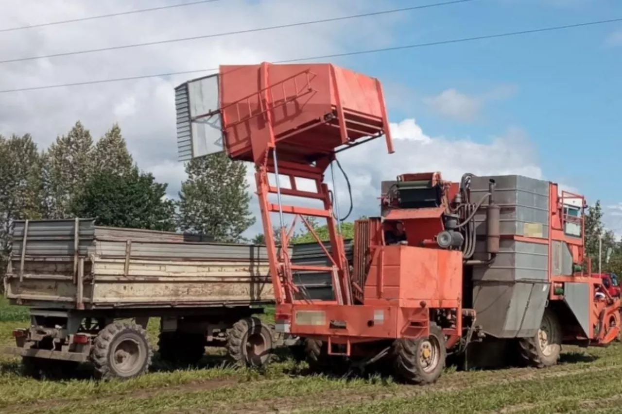 Zbiór fasoli szparagowej