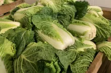 Kapusta pekińska w skrzyniach