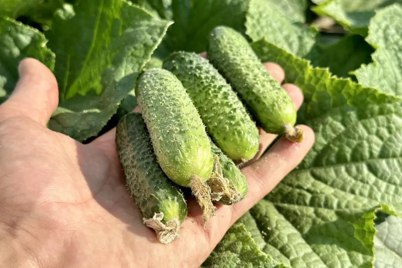 Plantacja ogórków gruntowych