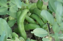 Uprawa bobu w Polsce