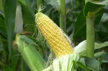 Kukurydza cukrowa
