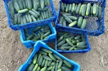 Ogórki gruntowe w skrzynkach