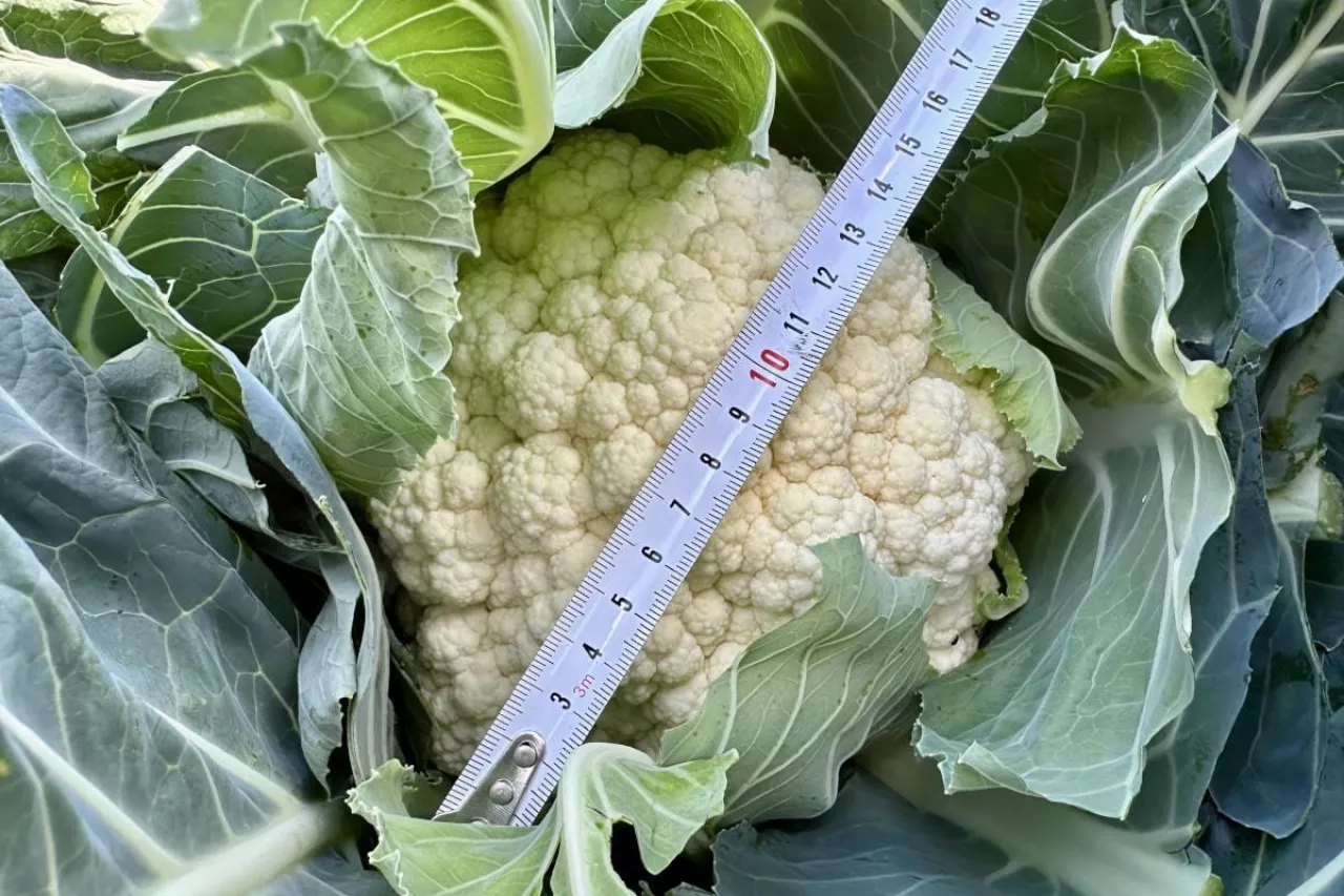 Produkcja kalafiorów