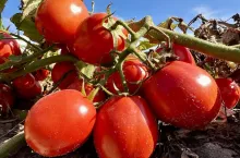 Pomidory gruntowe