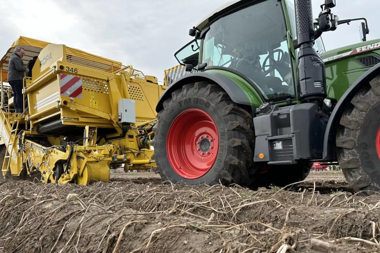 Zbiór ziemniaków kombajnem ROPA