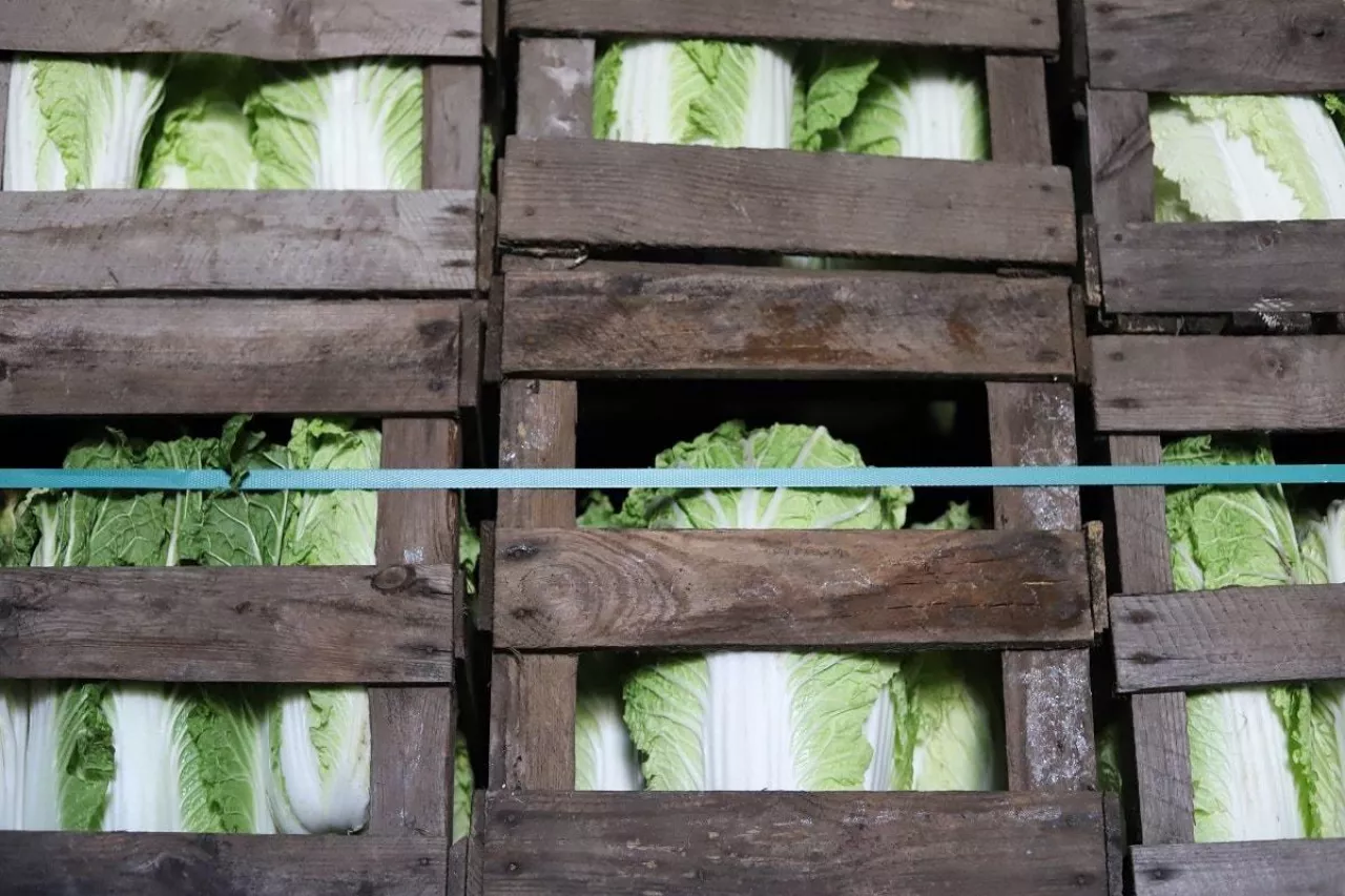 Klatki z kapustą pekińską