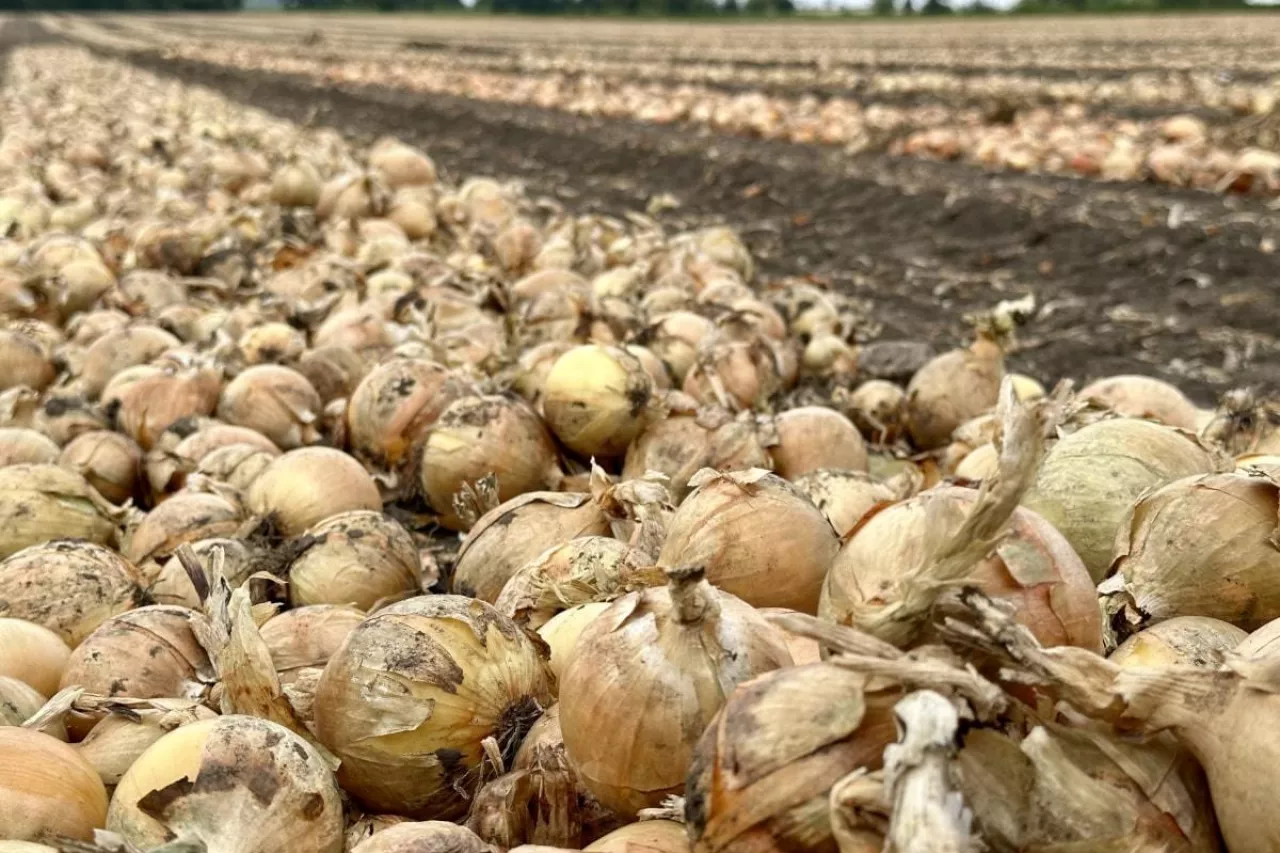 Cebula w trakcie zbiorów