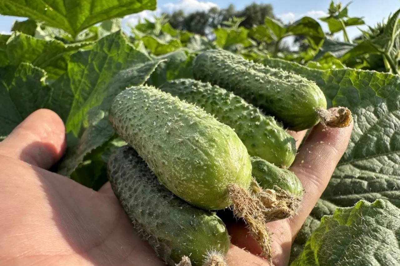 Polska uprawa ogórków