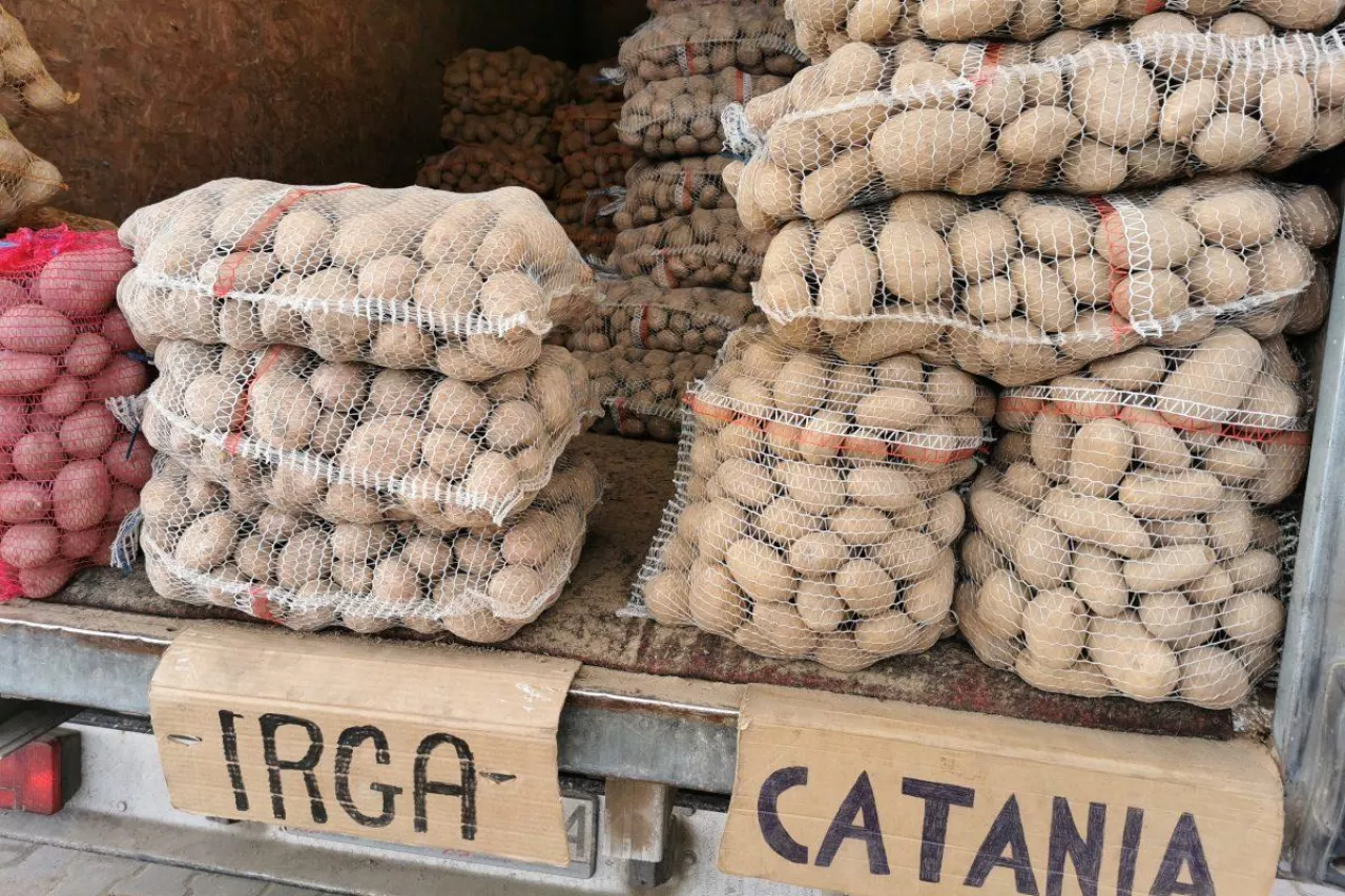 Aktualna sytuacja ziemniaków na Broniszach
