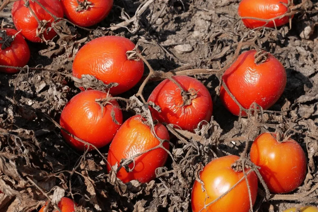 Plantacja pomidorów po zalaniu przez nawalne opady